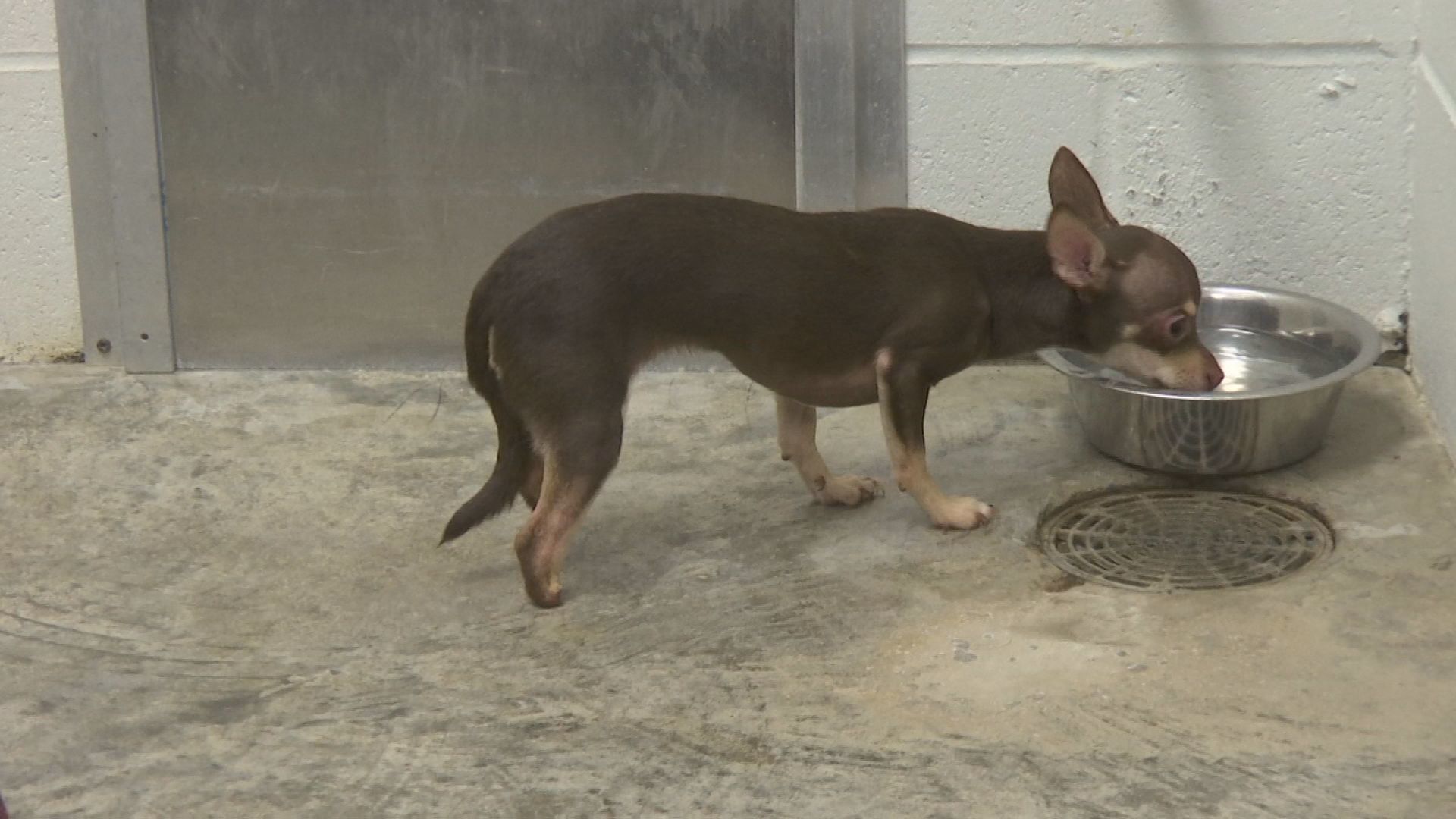 RESCUED DOGS 9.jpg